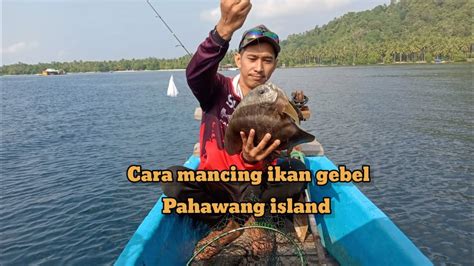 Penasaran Mancing Ikan Gebel Lagi Spot Rumpon Pahawang Mancingmania