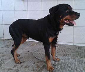 Rottweiler e vira lata estão disponíveis para adoção