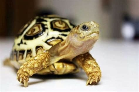 Baby Tortoise Unbelievably Cute Cute Tortoise Baby Tortoise Turtle