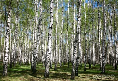 Fototapete Kleiner Wald Voller Birken Nach Ma Myredro De