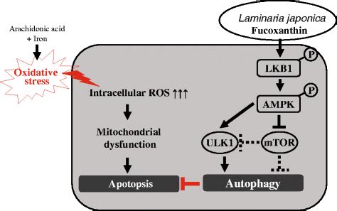 Schematic Diagram Showed That FX Induces AMPK Mediated Autophagy