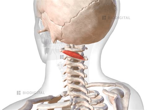 Left Obliquus Capitis Inferior Biodigital Anatomy