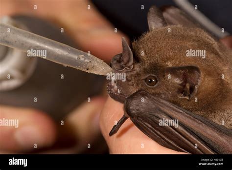 Greater Spear Nosed Bat Phyllostomus Hastatus Biologist Feeding Sugar Water To Juvenile Before