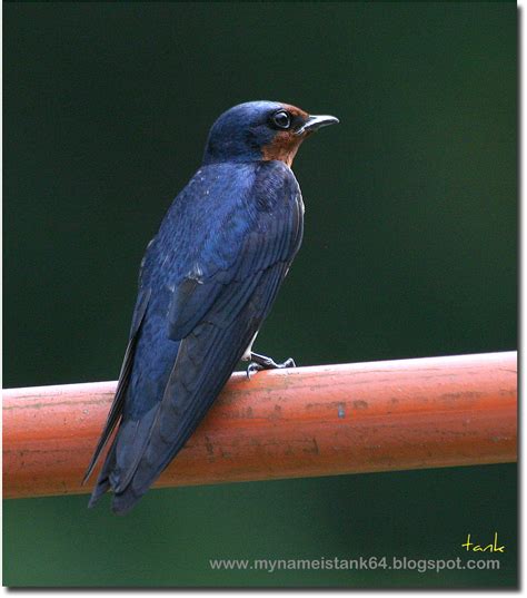 Birds Of Malaysia Mynameistank64 The Tales Of Barn Swallow Hirundo