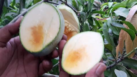 Gambar Buah Mangga Apel