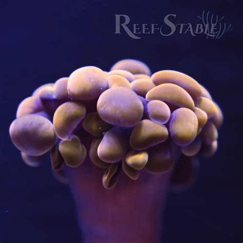 Orange Branching Hammer Coral 1 Head Reef Stable