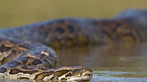 VIDEO: Super-Snakes Are Invading The Everglades | 700WLW | Eddie & Rocky