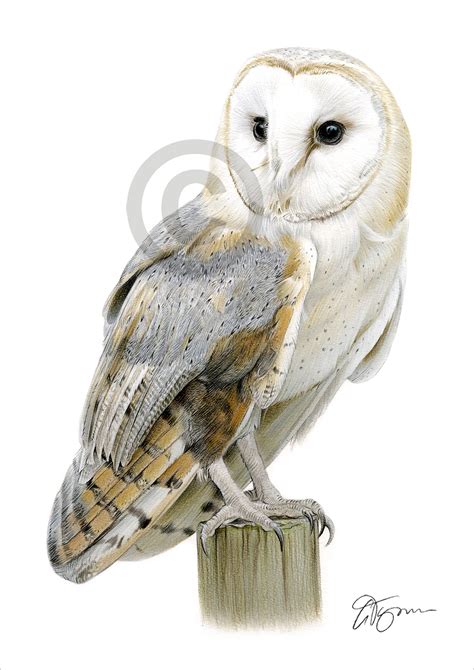 Bird Barn Owl Colour Pencil Drawing Print A A Signed By Uk Artist