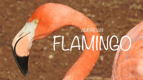 American Flamingo Call Sound Flamenco Americano Canto Kuba Flamingo