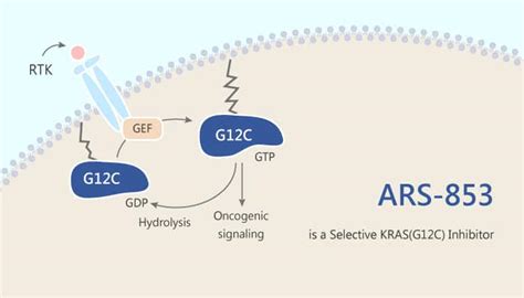 Ars 853 Is A Selective Kras G12c Inhibitor Network Of Cancer Research