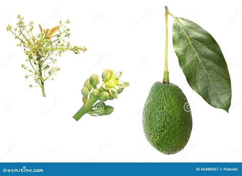 Avocado development stages stock image. Image of fruit - 66488567