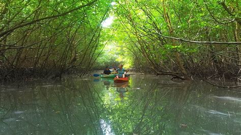 Khao Lak Mangrove Explorers Unique Mangrove Kayaking Day Tour By