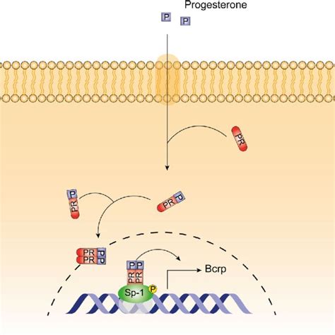 Regulation Of Abc Drug Transporters By Sex Steroids And Sex Hormone Download Scientific Diagram