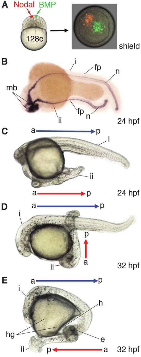 Bmp And Nodal Induce A Secondary Embryonic Axis At The Animal Pole A