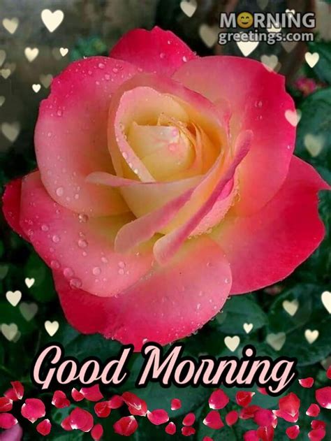 51 Good Morning Wishes With Rose Morning Greetings Morning Quotes