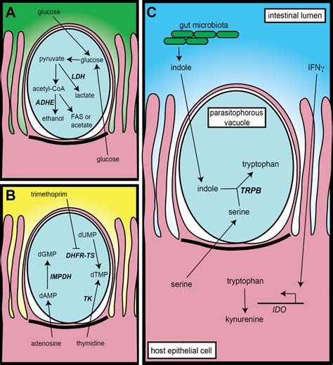 Horizontally Transferred Genes And Their Proposed Functions In