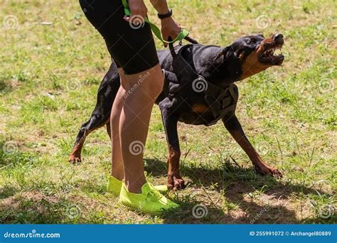 Doberman with a Cynologist, in Attack Training, in the Face. Stock ...