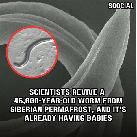 Scientists Revive A 46 000 Year Old Worm From Siberian Permafrost And It’s Already Having