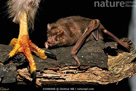 Stock Photo Of Common Vampire Bat Desmodus Rotundus Feeds Off Blood