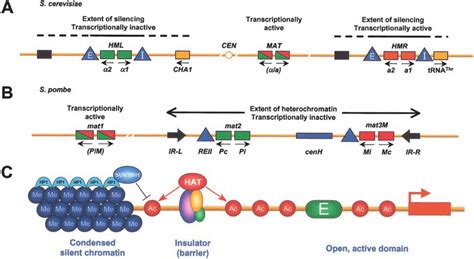 A The Mating Type Loci On Chromosome Iii Of Saccharomyces Cerevisiae