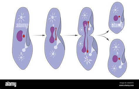 Asexual Reproduction Hi Res Stock Photography And Images Alamy