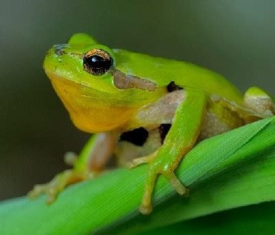 Animales Vertebrados Anfibios