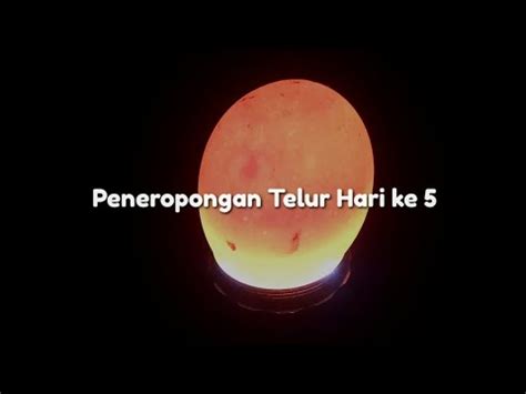 Peneropongan Telur Hari Ke Cara Meneropong Telur Youtube