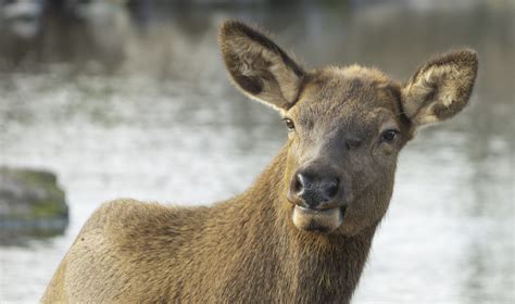 Der Wapiti | Pairi Daiza