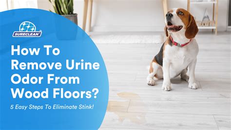 How To Remove Urine Odor From Wood Floors