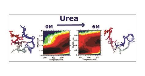 Equilibrium Study Of Protein Denaturation By Urea Journal Of The