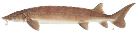 Lake Sturgeon (150k)