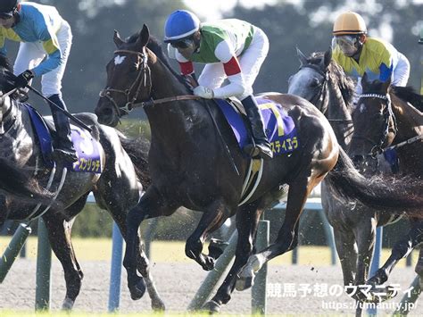 【有馬記念】タスティエーラは美浦坂路でキャンター調整｜競馬ニュース｜競馬予想のウマニティ