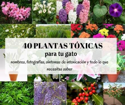 Las 40 plantas más comunes que son tóxicas para gatos Cosas de Gatos