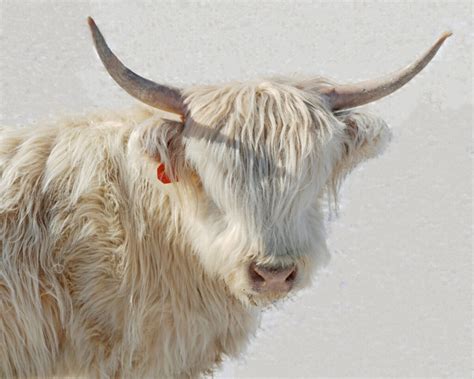 Long Hair Cow Breeds: Discovering the Beauty of Hairy Cattle - Nili Ravi