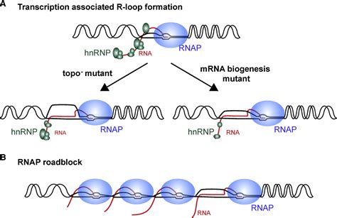 R Loops From Transcription Byproducts To Threats To Genome Stability