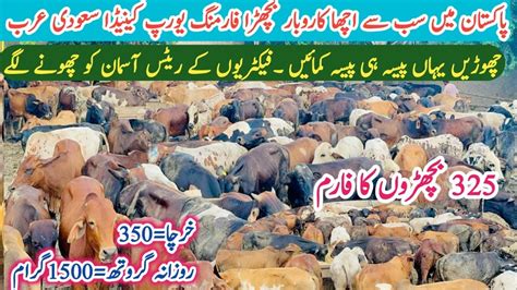 Motivate Cattle Farming In Pakistan Cattle Farming Ideas Bachra