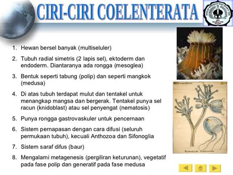 Coelenterata