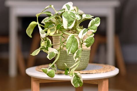 Variegated Pothos Care: All Your Questions Answered - Potted Pixie