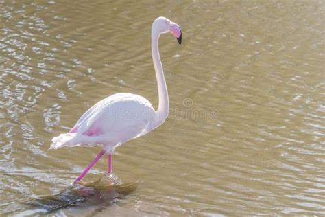 Pink Flamingo Greater Flamingo In Their Natural Environment