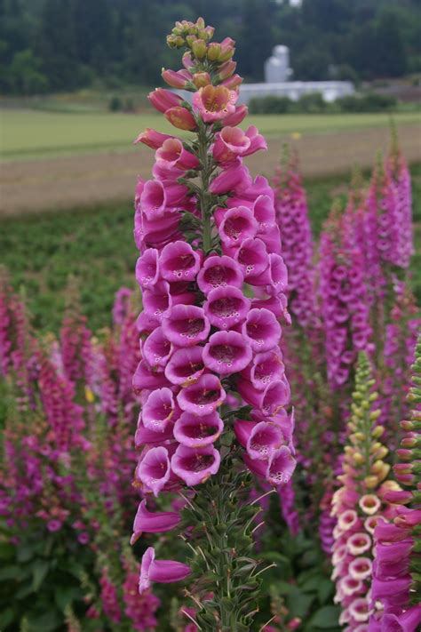 Silver Falls Seed Company - Foxglove Mix