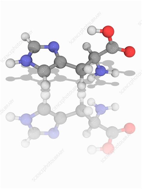 Histidine Organic Compound Molecule Stock Image F Science