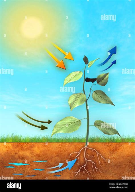 Basic Photosynthesis Process Water Carbon Dioxide And Light Are Used