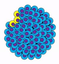 Human Gastrulation Animation