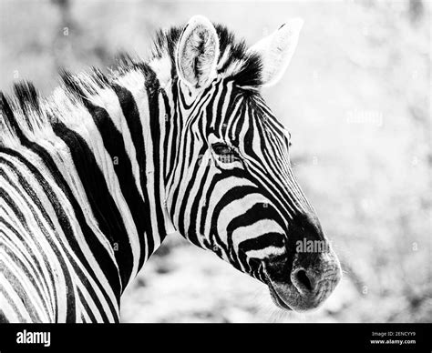 Zebra Portrait In African Savanna Stock Photo Alamy