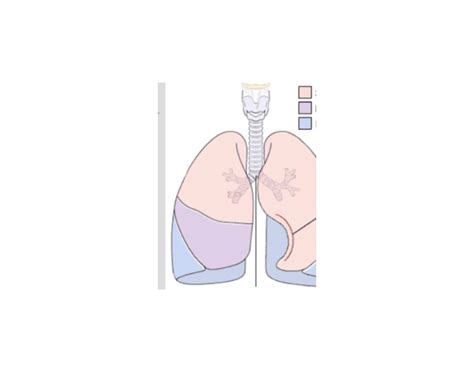 LOBES OF LUNGS Quiz