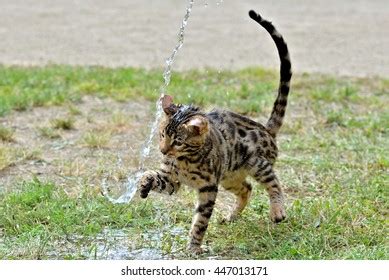 96,015 Cat water Images, Stock Photos & Vectors | Shutterstock