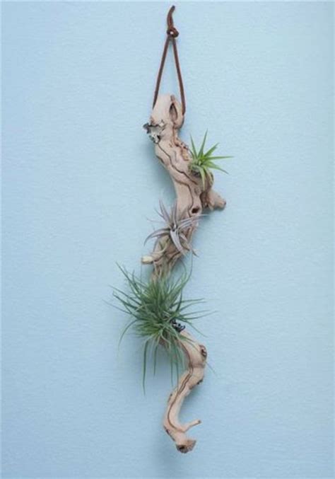 Air Plants Decor Hanging Air Plants Hanging Succulents Colorful