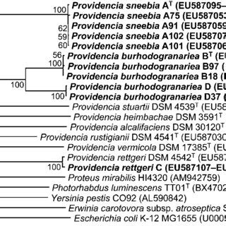 Neighbour Joining Phylogenetic Tree Based On Concatenated Sequences