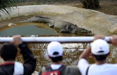 BlooperMan: Meet Lolong, the Largest Saltwater Crocodile