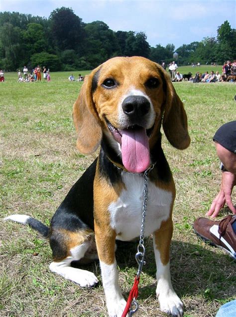 Good boy, looks just like our beagle Doobie (With images) | Beagle ...